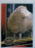 Description: E:\TCBA\TCBA Web\photogallery\thumbnails\Dolly Sheep Card_jpg.jpg