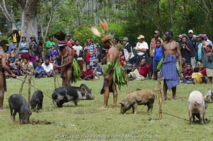 papua new guinea pigs Archives - Vivian Lawry